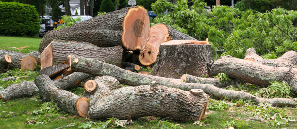 How Our Tree Care Process Works  in  Woodland Beach, MI